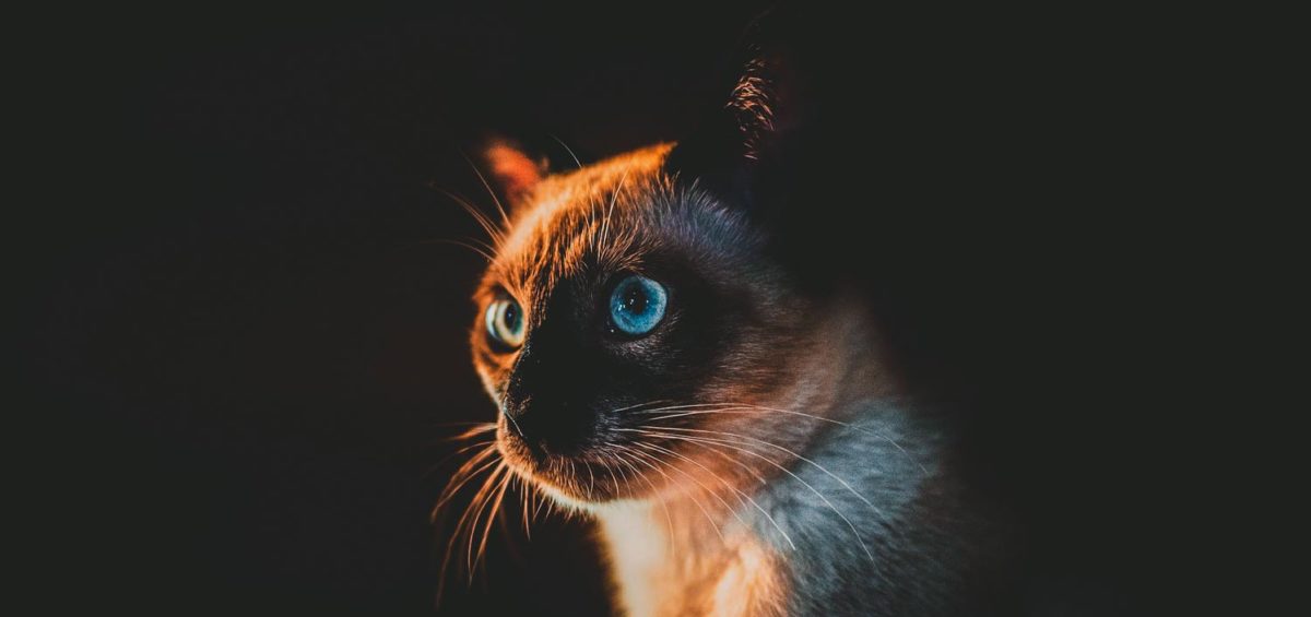 El Gato Siamés, el príncipe de los gatos