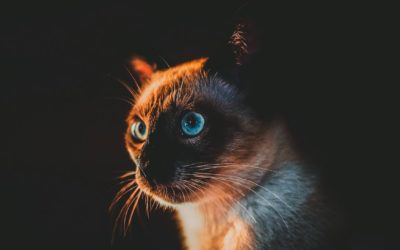 El Gato Siamés, el príncipe de los gatos
